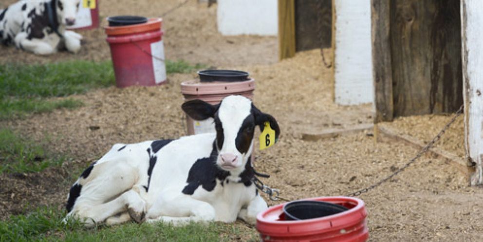 Foto: España y Portugal pedirán mañana a la UE ayudas para el sector lácteo