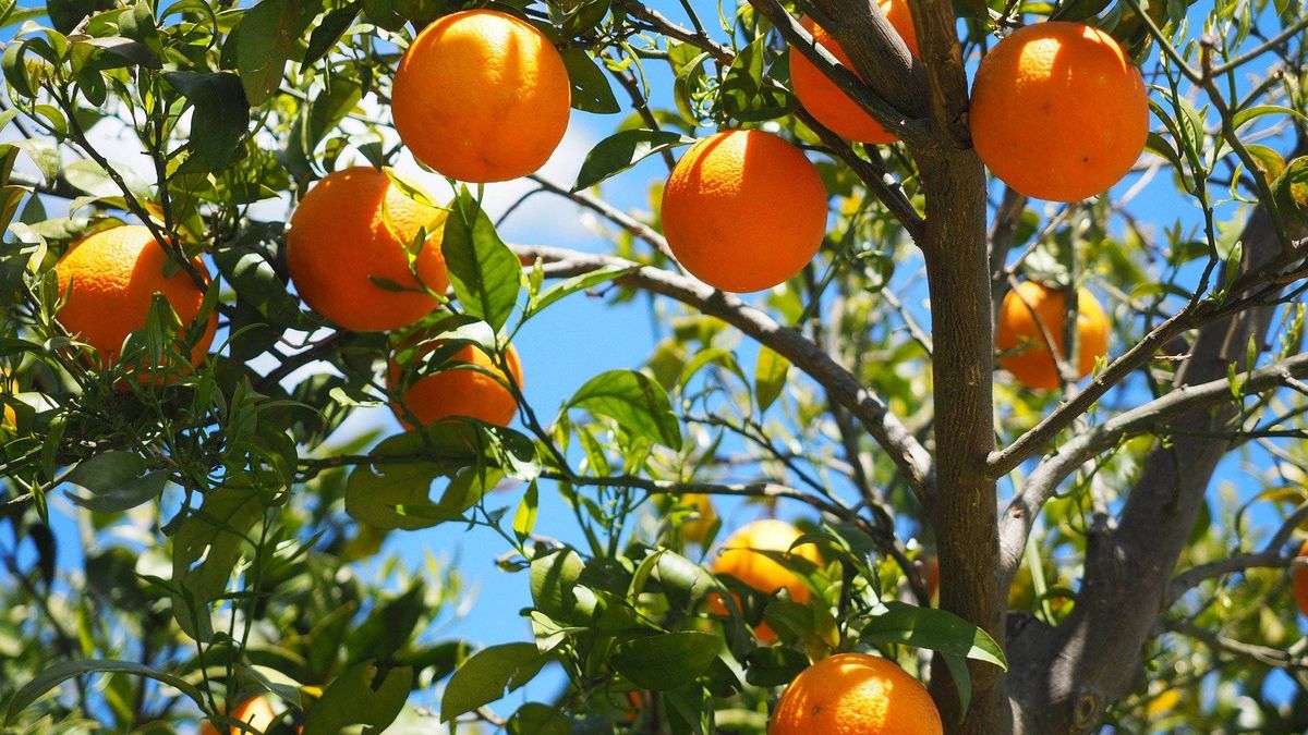 Investigadas 17 personas por la venta de 72.000 kilos de naranjas robadas