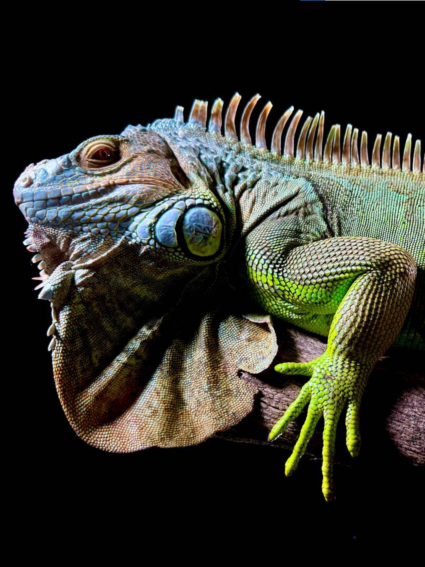 'Hola, soy la primera iguana de la historia retratada por un iPhone 15 Pro Max. A que salgo guapa'. (Cortesía)