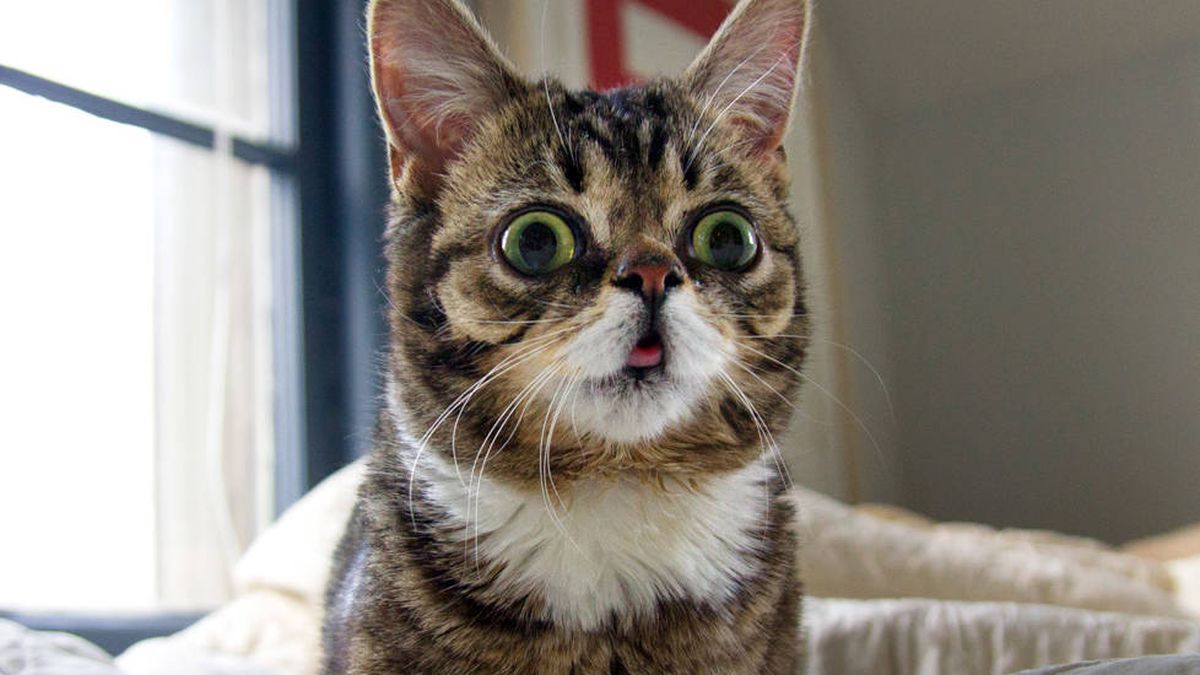 El gato 'influencer' de ojos saltones que puede ayudar a acabar con la osteoporosis