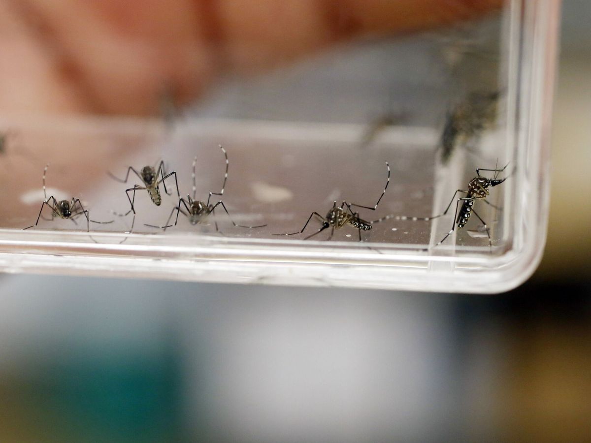 Foto: Fotografía de archivo de mosquitos Aedes Aegypti que transmiten el dengue.(Thais Llorca / EFE)