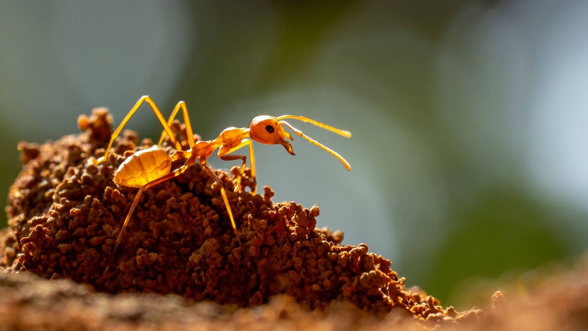 ¿Por qué algunas hormigas huelen a chocolate o a queso azul?