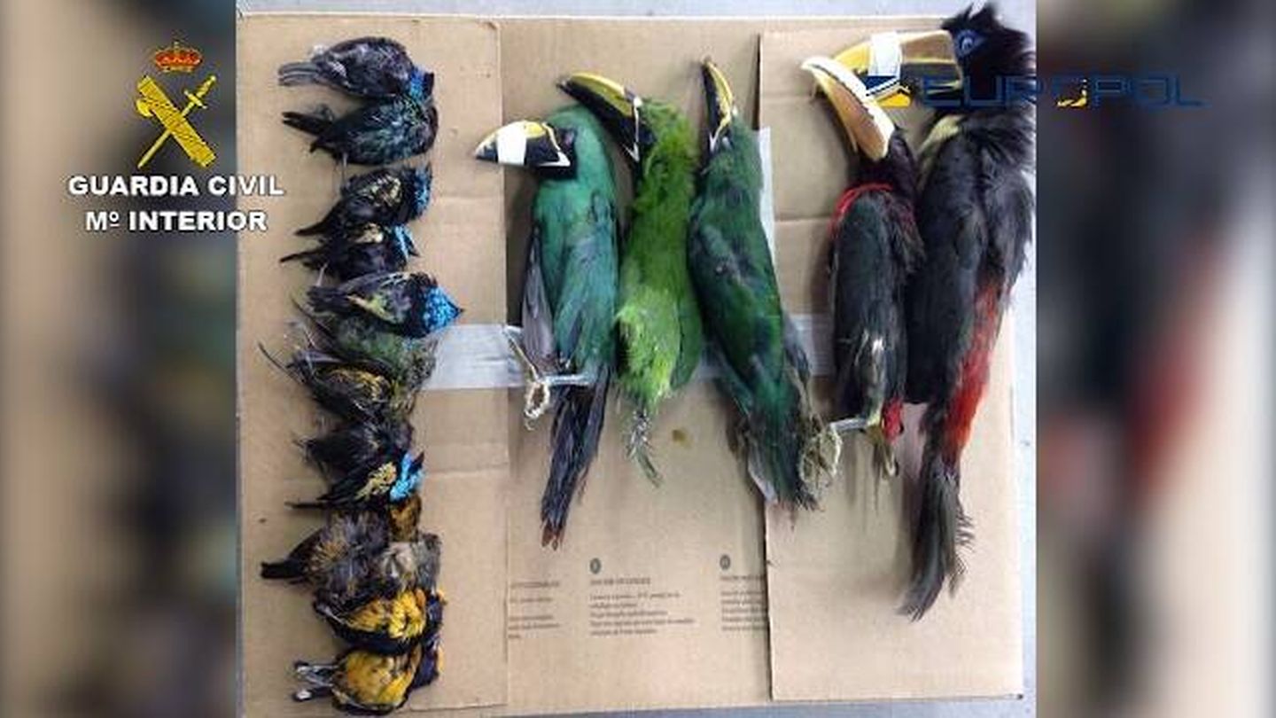 Las aves exóticas halladas por la Guardia Civil durante la operación Suzaku.