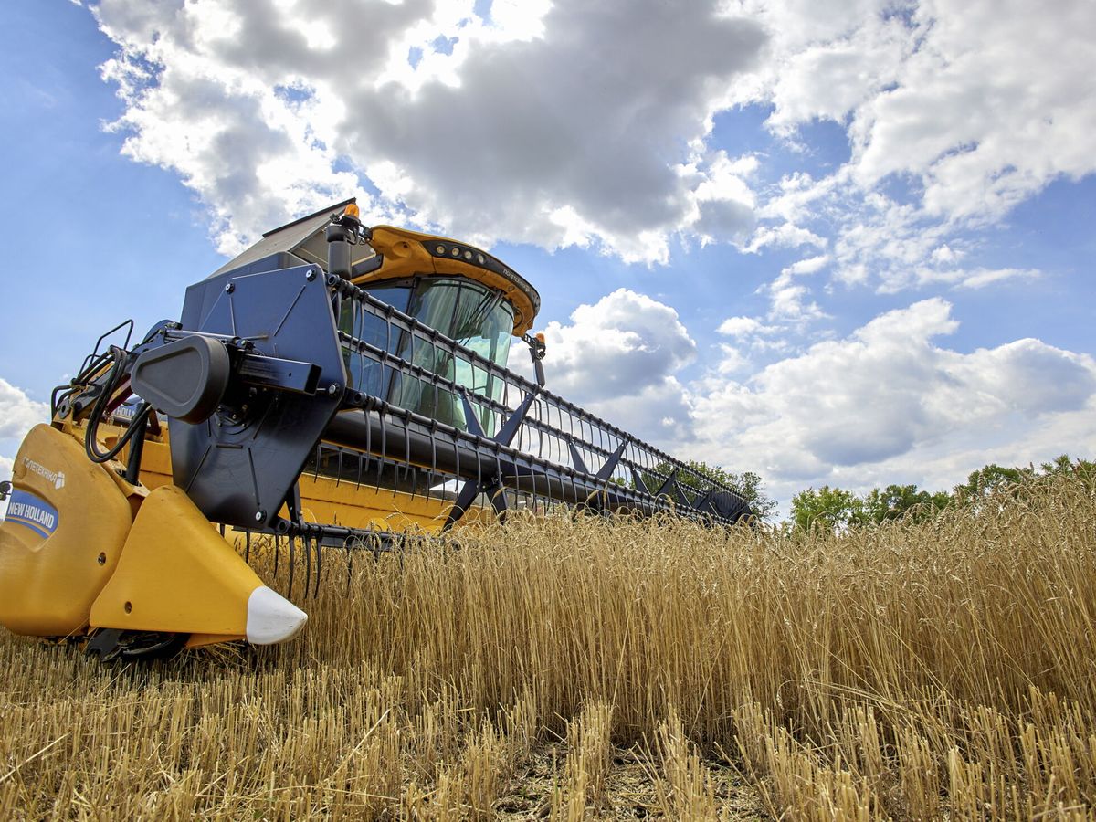 Foto: Una cosechadora recolecta trigo. (EFE/Sergey Kozlov)