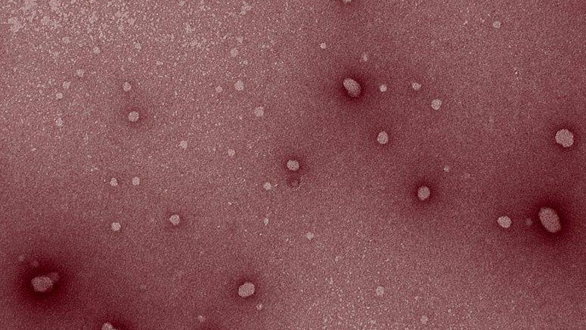 Crean nanopartículas para ayudar al sistema inmunitario a defenderse del cáncer