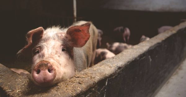 Foto: Un cerdo en una granja. (Pexels)