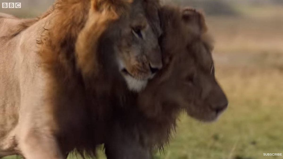 Un león salva a su mejor amigo de morir devorado por una manada de hienas