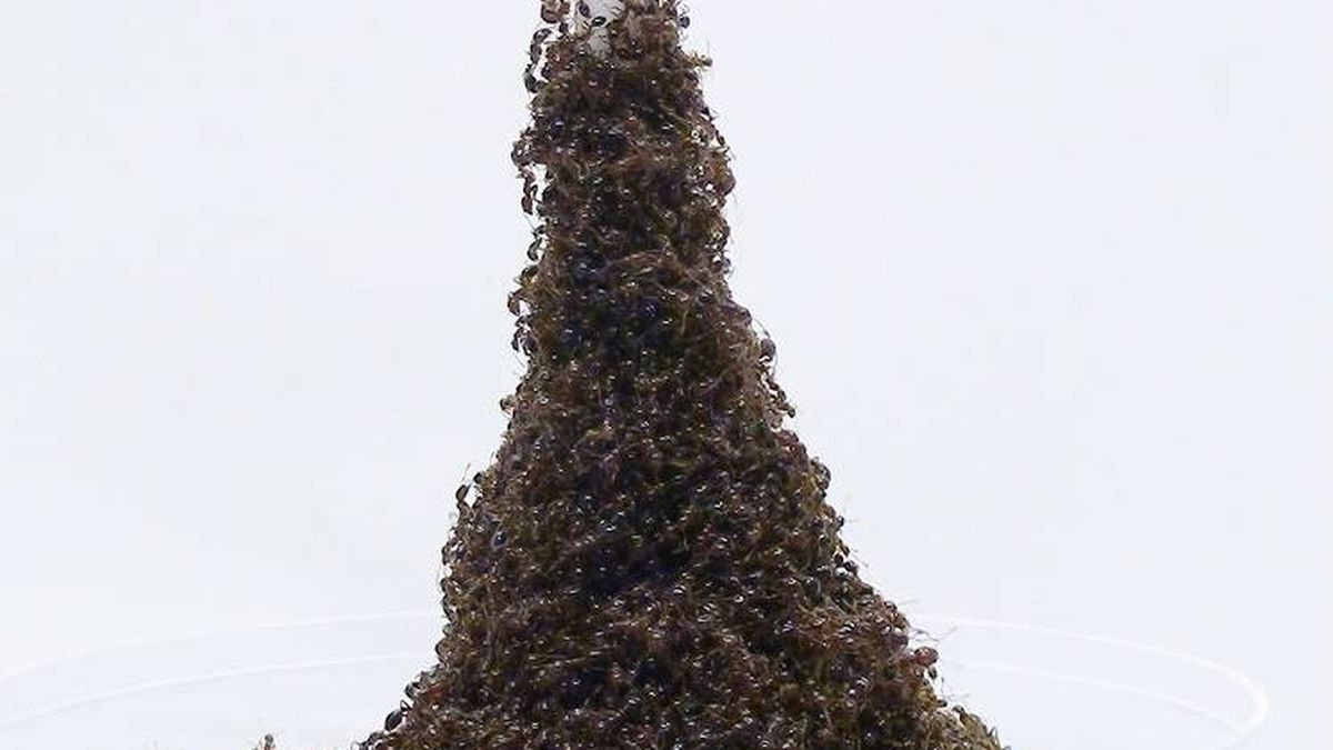 Estas hormigas son capaces de construir una 'Torre Eiffel' para escapar del peligro