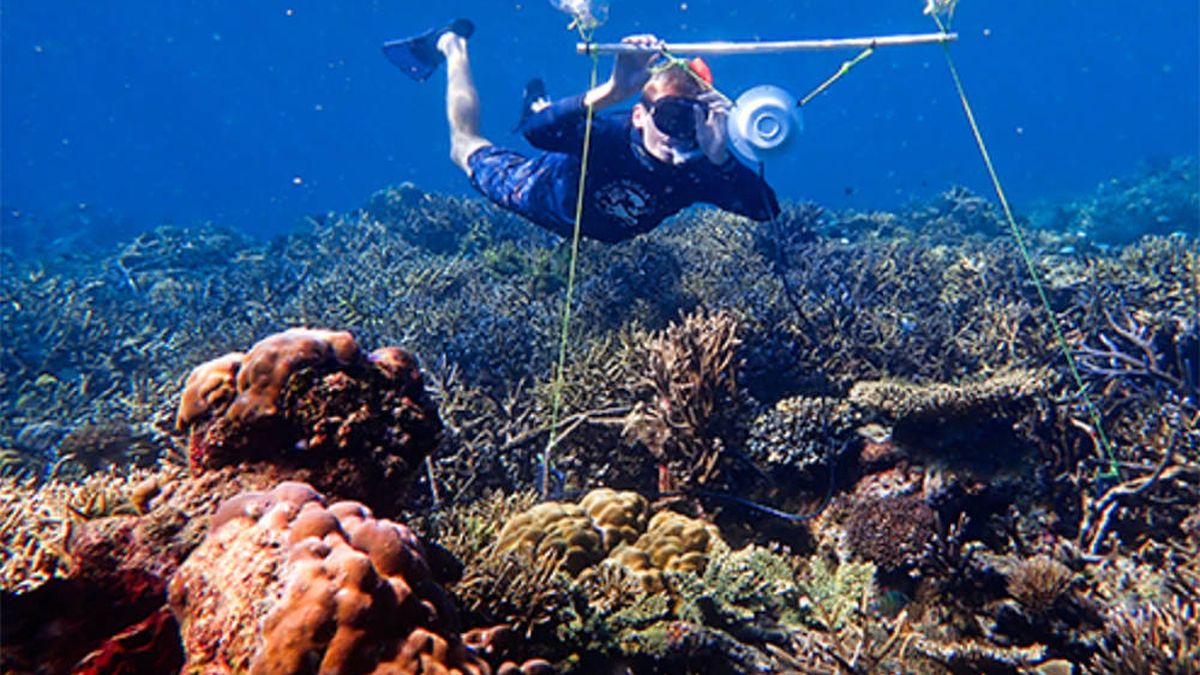 Científicos simulan el sonido de los arrecifes para que los peces acudan