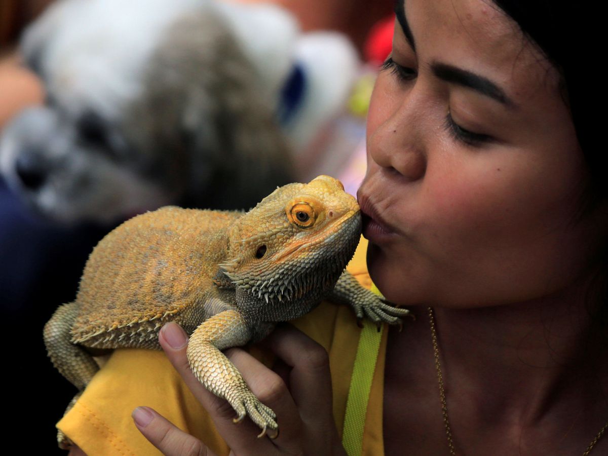 Foto: El dragón barbudo australiano podría guardar el secreto del sueño humano (Reuters/Romeo Ranoco)