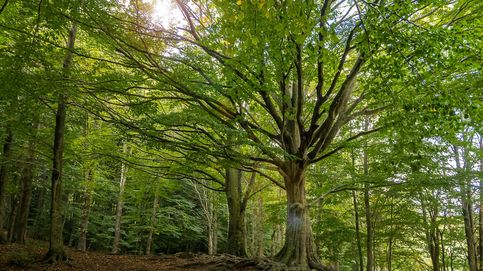Vivir del bosque, posible y necesario para frenar el cambio climático