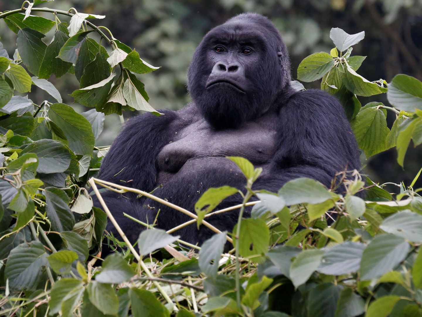 Un gorila en el Parque Nacional de los Volcanes, en Ruanda. (Reuters)