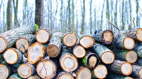 ¡Eureka! Cultivar madera sin talar árboles ya es posible 