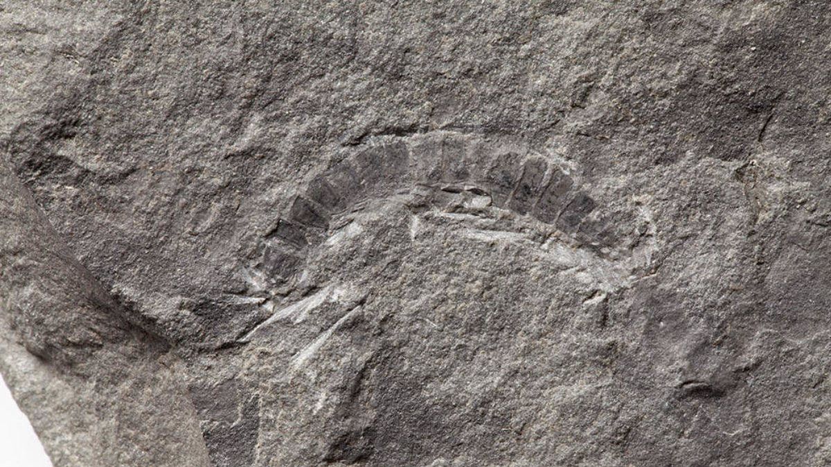 Encuentran el resto fósil de insecto más antiguo del mundo