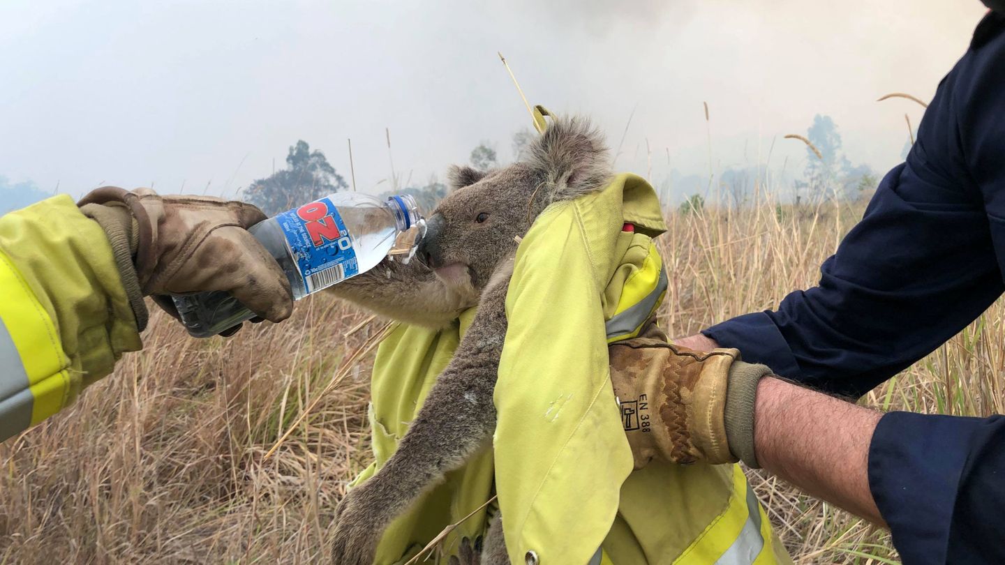 Rescate de un koala durante los incendios, el pasado 21 de noviembre. (Reuters)