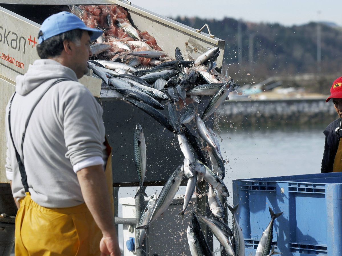 Foto: La actividad pesquera debe adoptar mayores criterios de sostenibilidad (EFE)