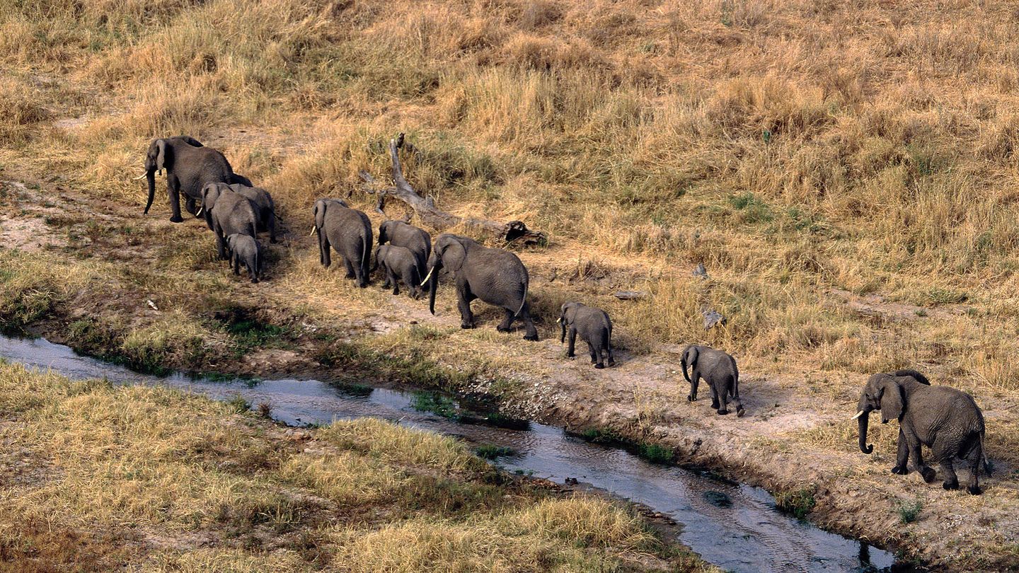Elefantes africanos. (Andoni Canela)