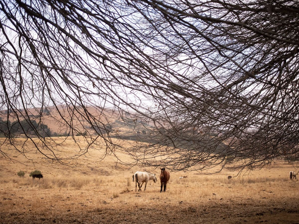 Foto: Los caballos están a la intemperie día y noche y apenas tienen agua y comida (EFE/Kim Ludbrook)