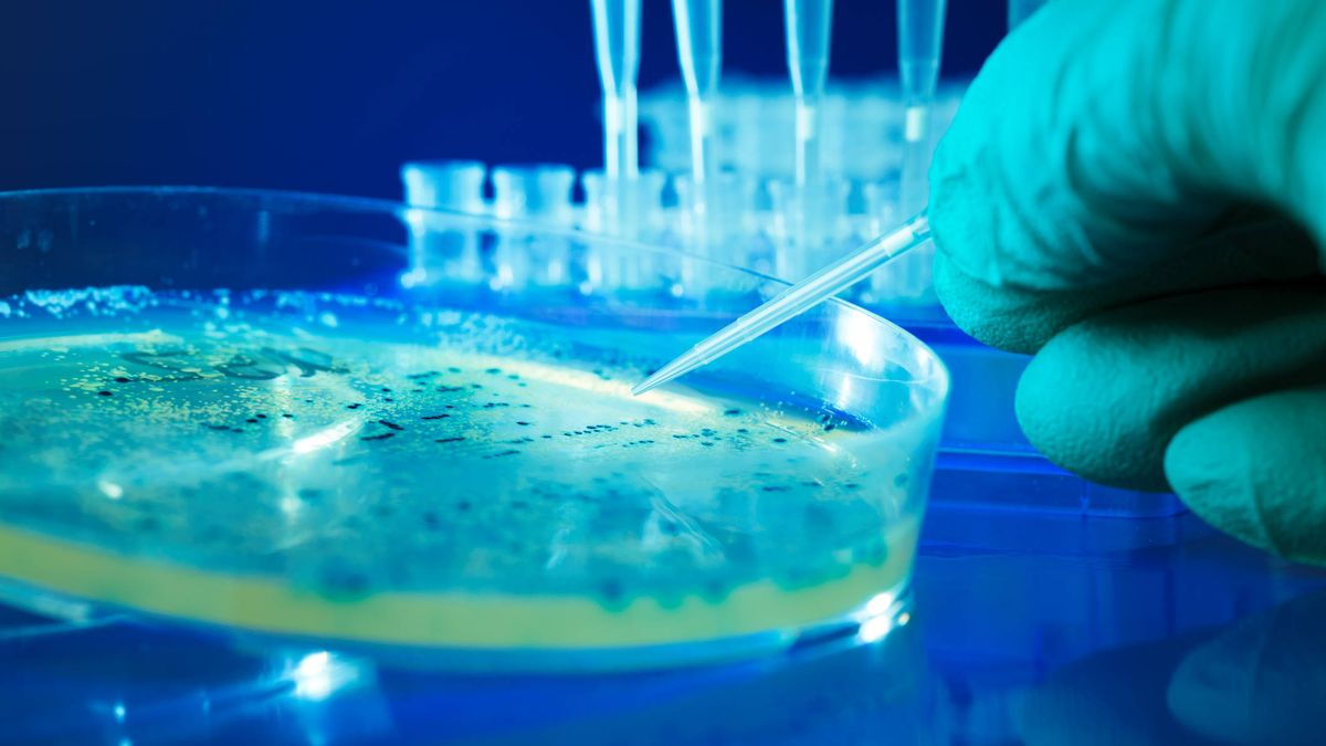 Modificar la microbiota podría acabar con los efectos de la 'quimio'
