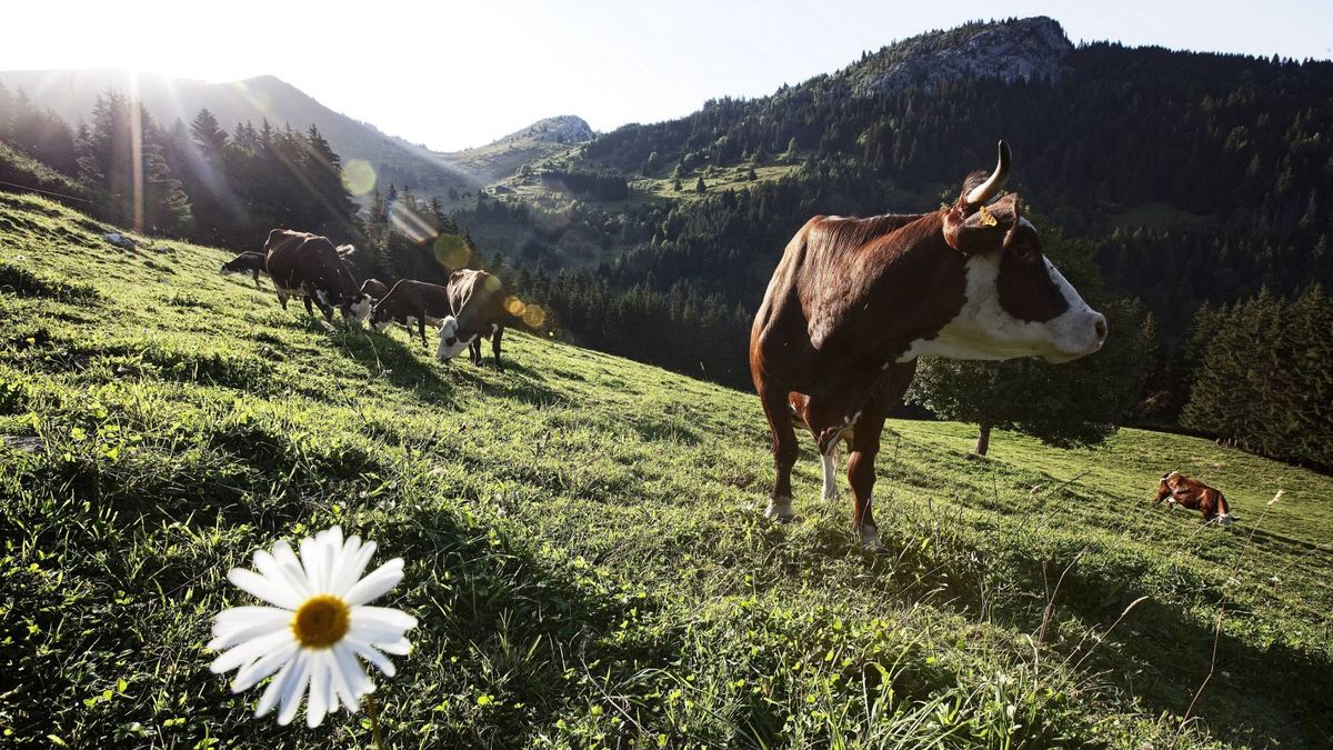 No es solo la leche: la fiebre por lo ecológico se cuela en España (y viene de Bretaña)