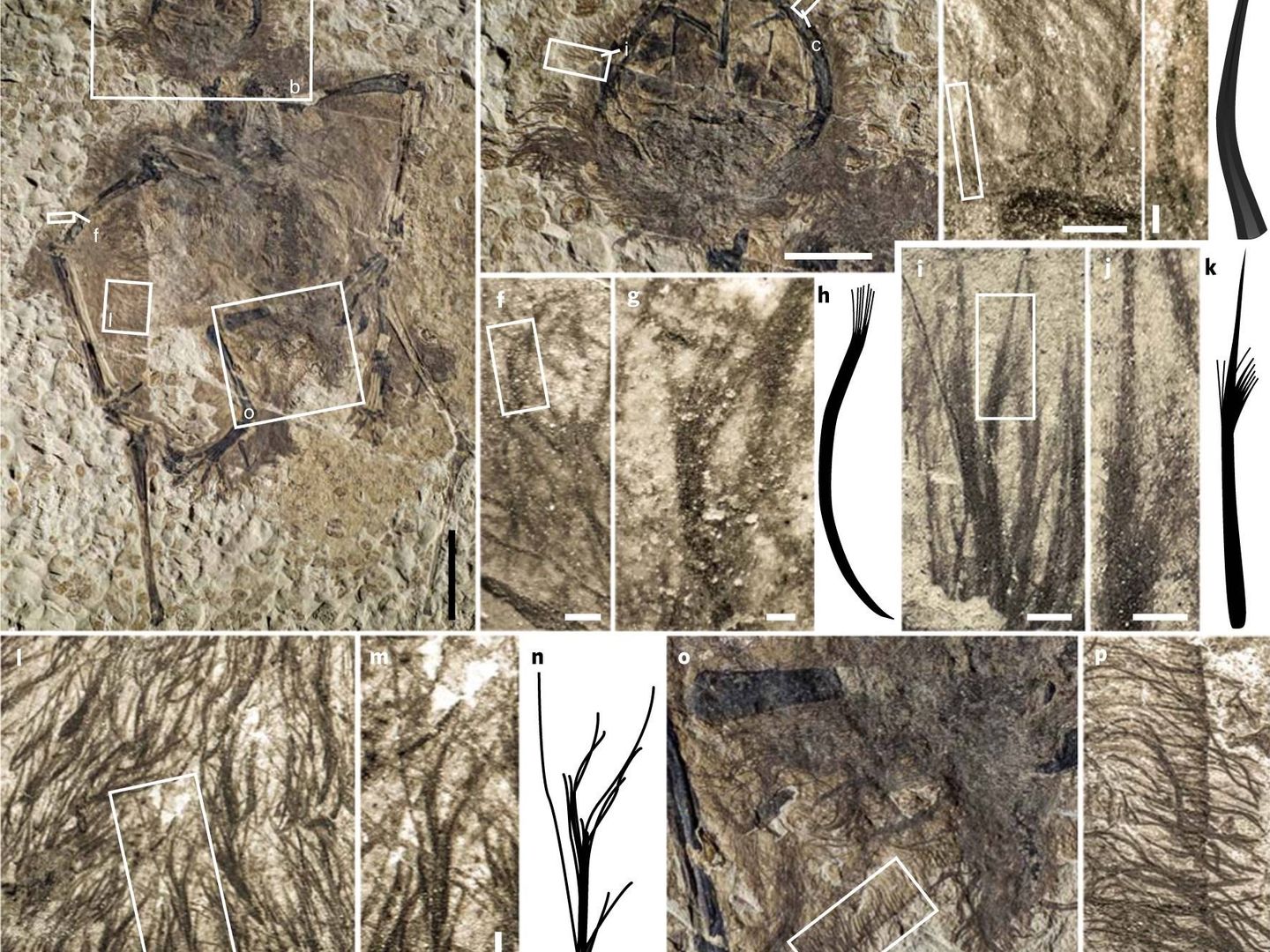 Imágenes de los dinosaurios hallados en China con las plumas señaladas (Nature)