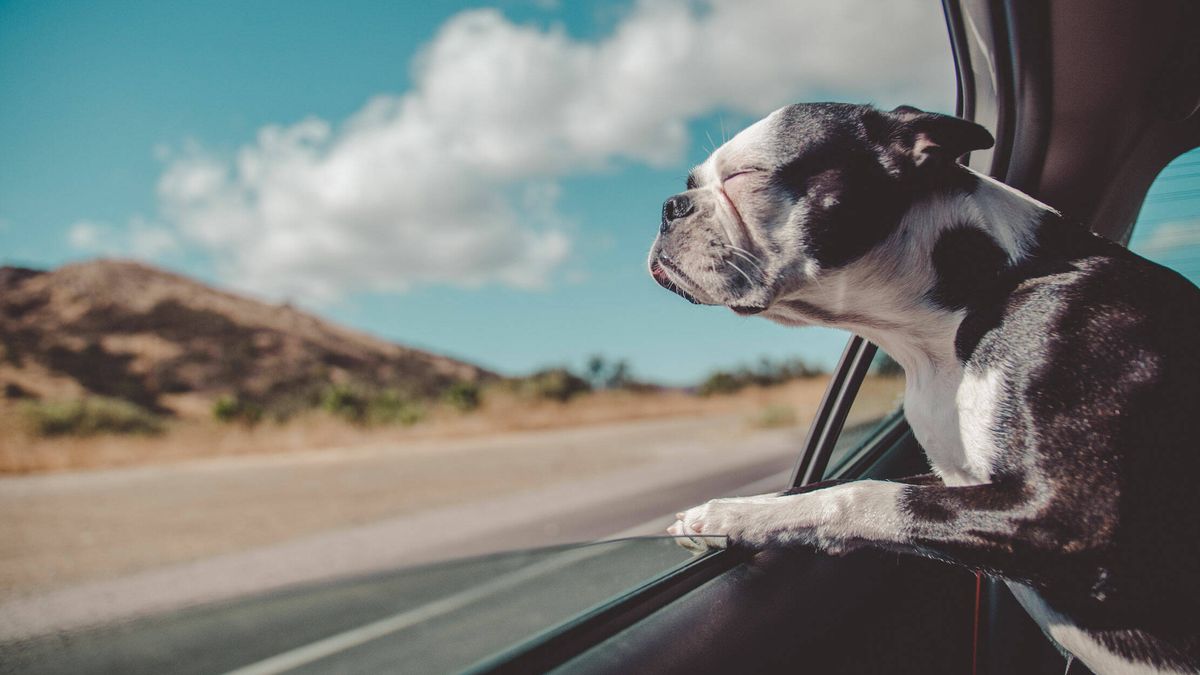 Cómo viajar en coche con tu perro o gato para evitar multas