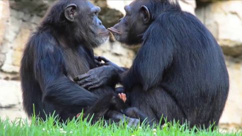Chimpancés del zoo de Valencia adoptan a una cría repudiada por su madre