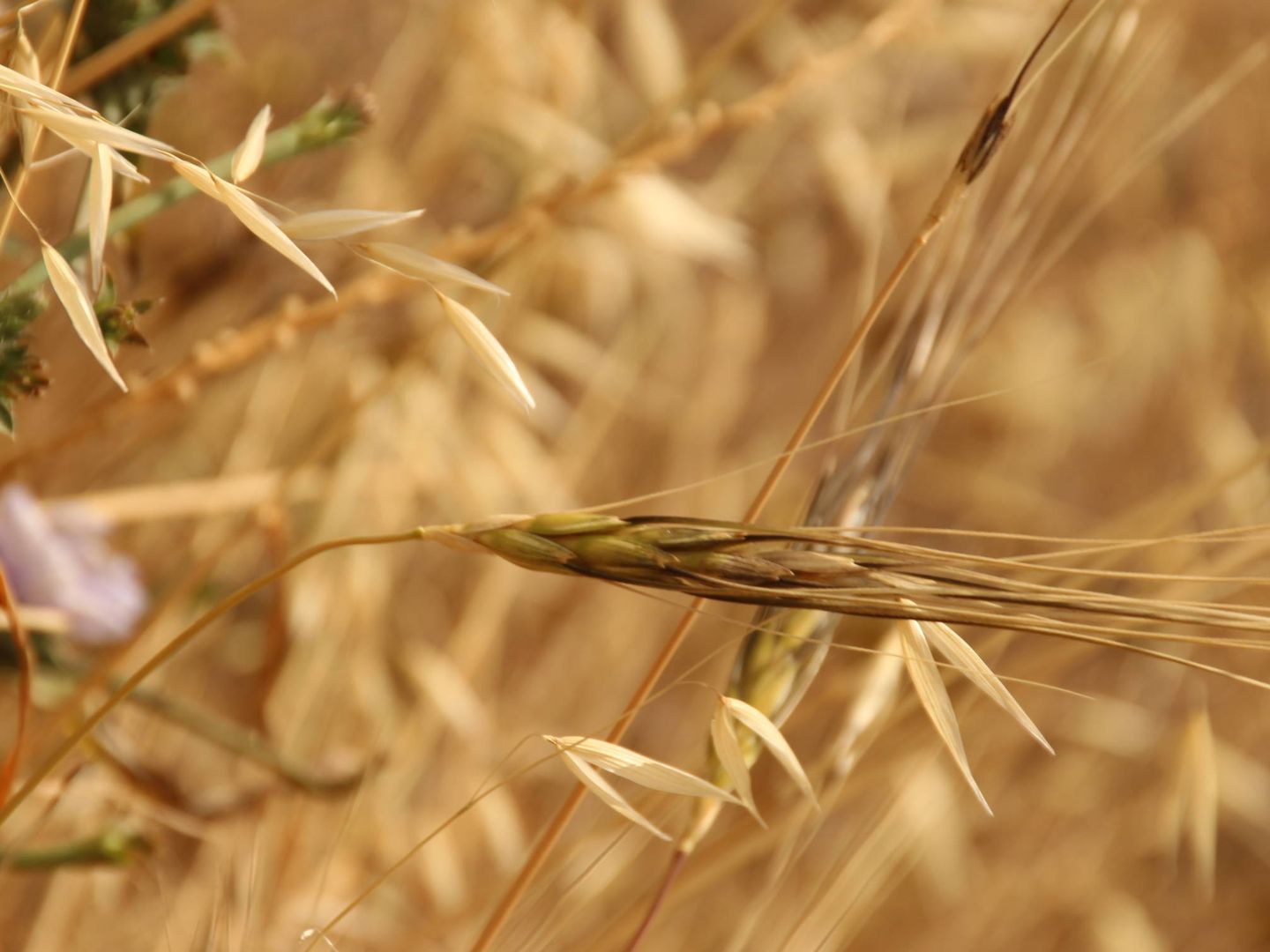 La sequía está afectando incluso al crecimiento de una variedad de secano como el trigo.