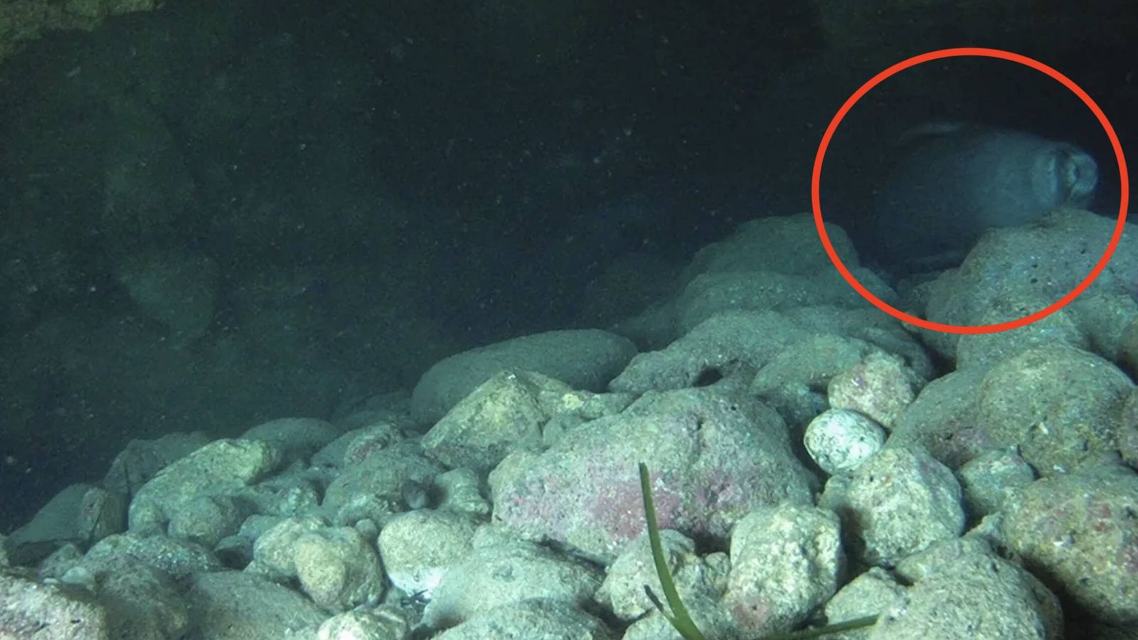 Grecia arroja una cámara dentro de una cueva submarina y graba al animal más esquivo del Mediterráneo