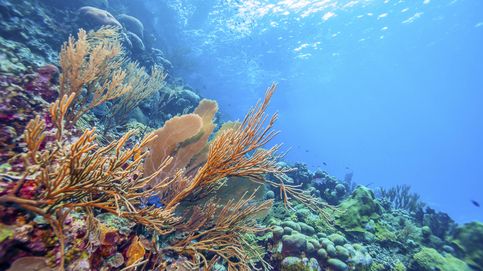 Los arrecifes de coral del mar Caribe llevan más de cien años recalentándose