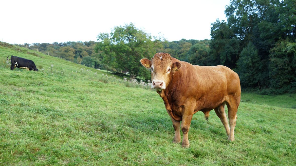 El ganado también tiene Tinder: la aplicación que triunfa emparejando vacas