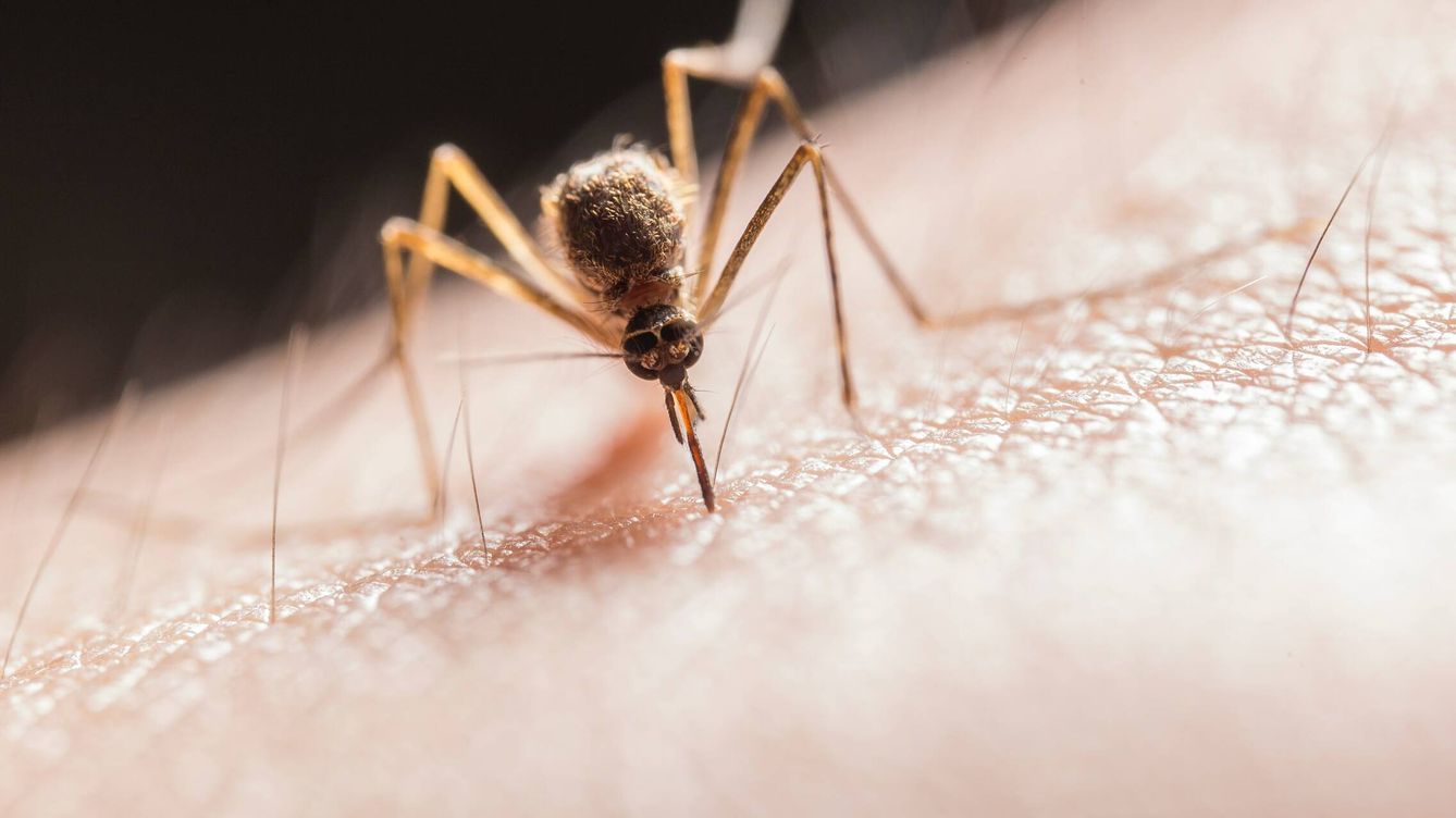 Foto: Mosquito picando a un humano. (Pexels/Jimmy Chan)