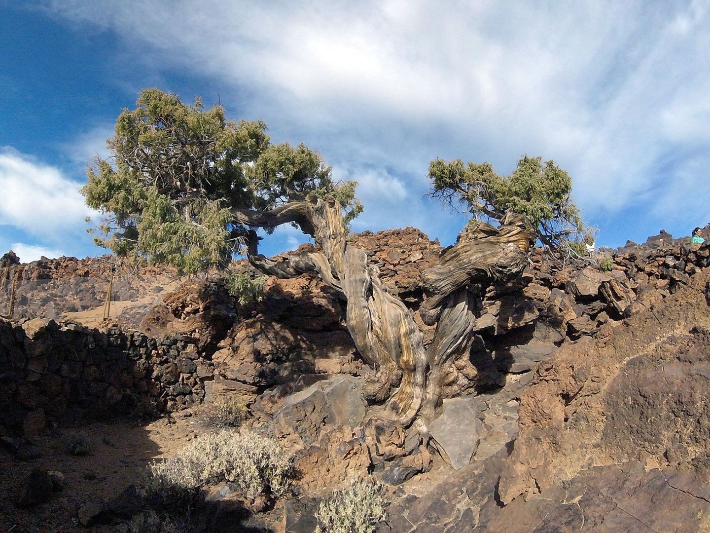  Imagen cedida por el Cabildo de Tenerife del ejemplar de cedro canario, denominado el 'Patriarca' por los conocedores del Parque Nacional del Teide.