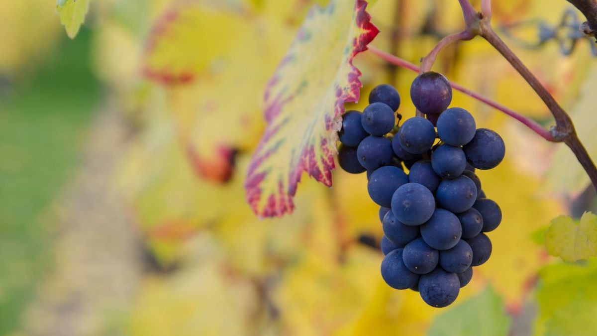 ¿Supondrá el cambio climático el fin del vino español?