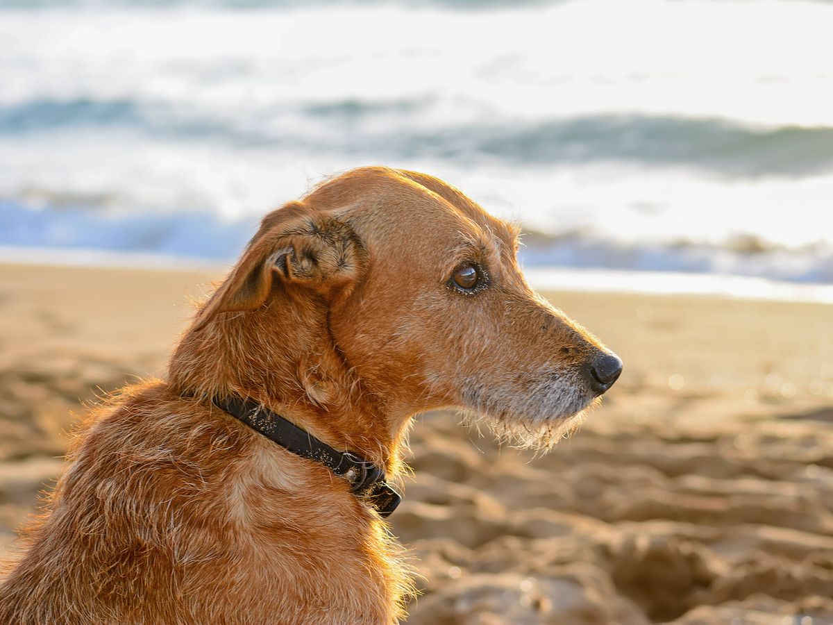 Digital Orgullo Ceniza Estas son las playas para perros que hay en España para el verano de 2021