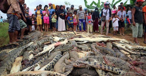 Foto: Residentes locales miran los cadáveres de cientos de cocodrilos de una granja tras la matanza de los aldeanos, el 14 de julio de 2018. (Reuters)