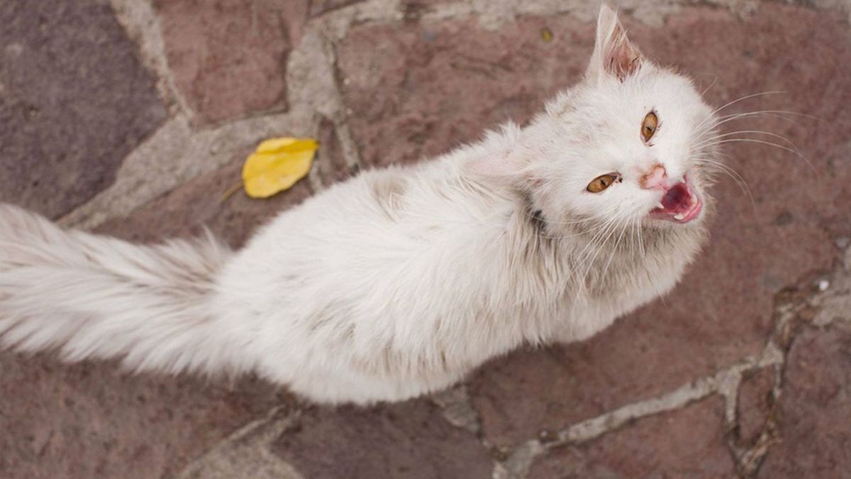 ¿Importan más los gatos que las personas? La historia de Kunkush, el gato refugiado