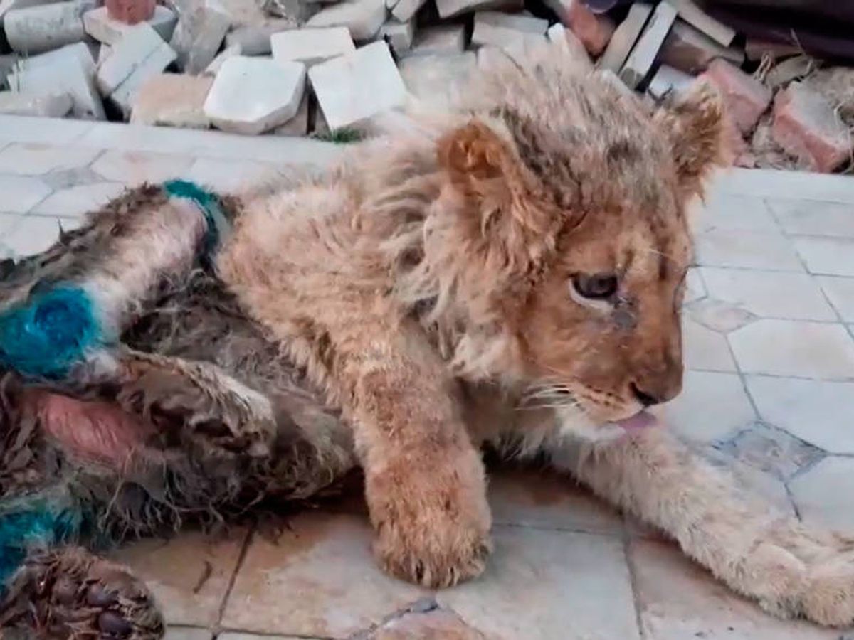 Foto: Simba llegó en condiciones lamentables al veterinario (Foto: Instagram)