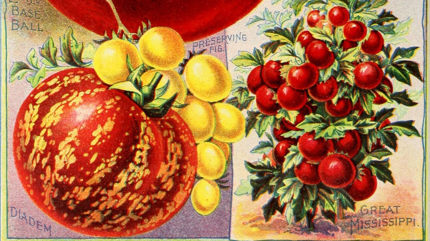 Ilustración de un catálogo de semillas publicado en 1893. Fuente: Wikimedia.