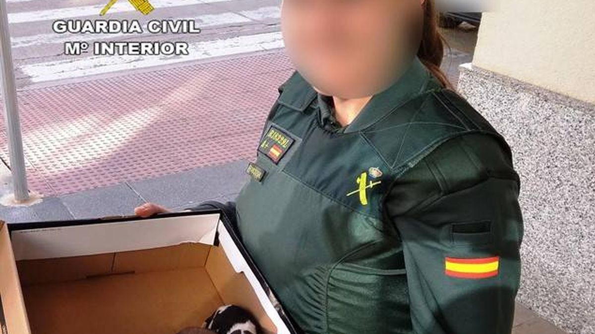 Rescatan cinco cachorros con síntomas de asfixia en un contenedor de Castellón