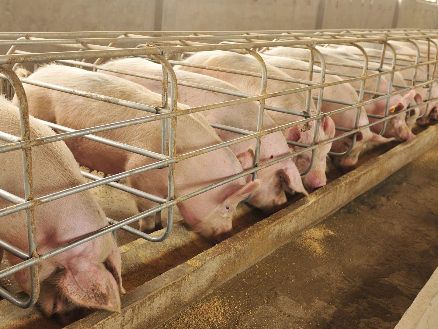 Cerdos en la granja.