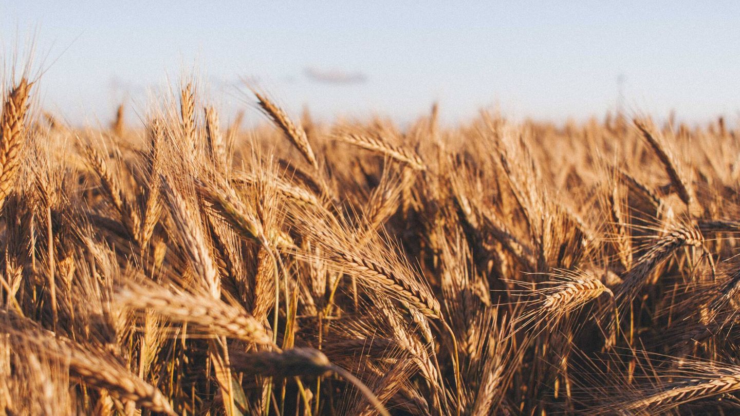 Nosotros dependemos del trigo, pero el trigo depende del clima. (Unsplash)