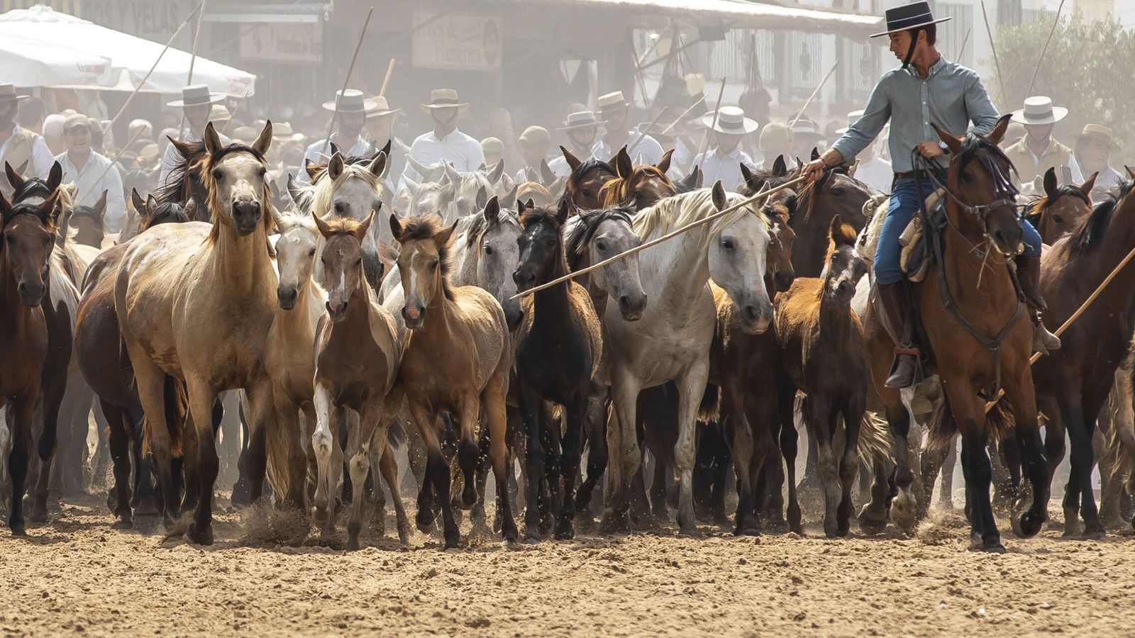 Del lince ibérico al caballo marismeño: blindan material genético de la raza equina amenazada de Doñana