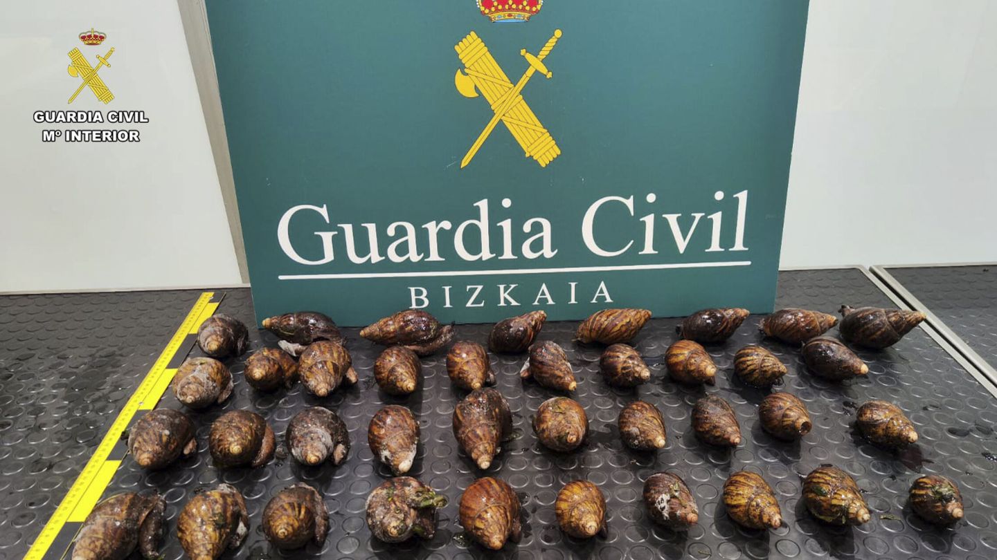 Imagen de los 38 caracoles incautados por Agentes de la Guardia Civil de la Sección Fiscal y de Fronteras del aeropuerto de Bilbao, en Loiu. (EFE/Guardia Civil)