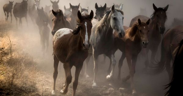 Foto: Más de 300 equinos semisalvajes en Doñana (Julián Pérez / EFE)