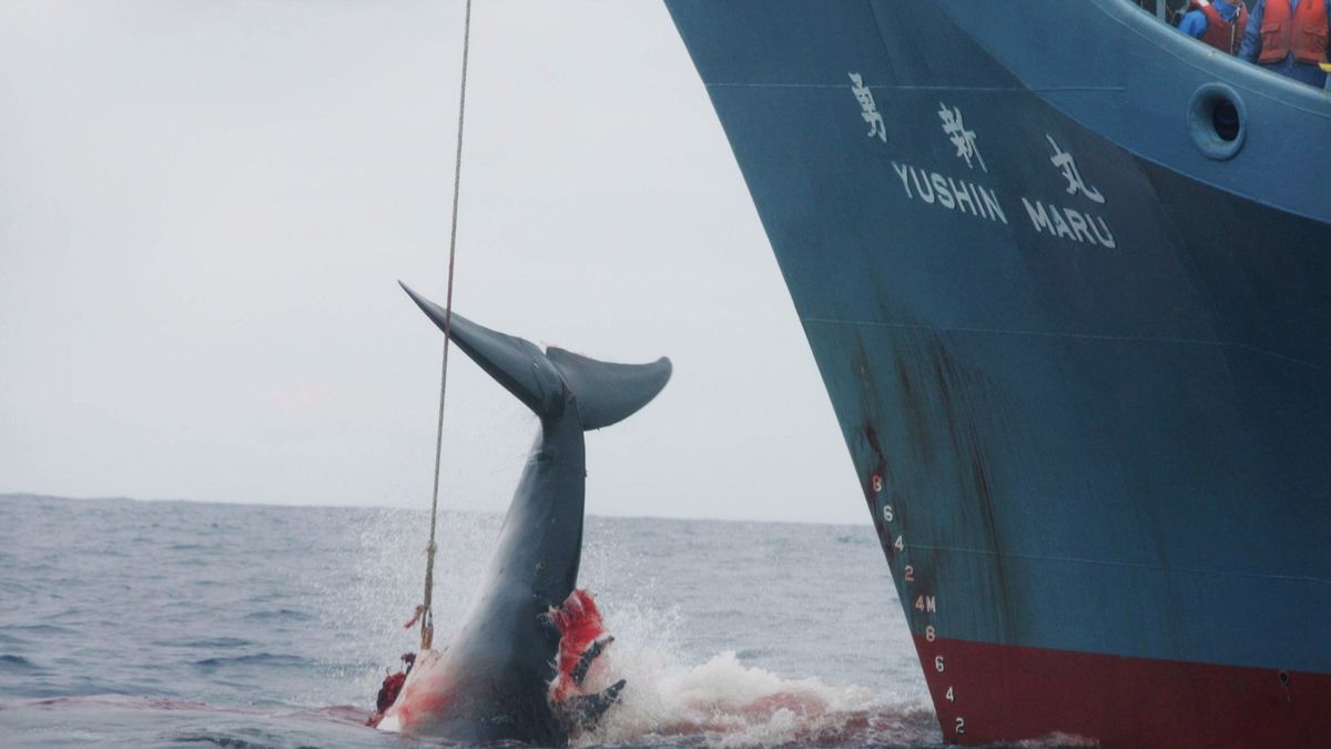 Japón anuncia oficialmente que volverá a la caza comercial de ballenas en 2019