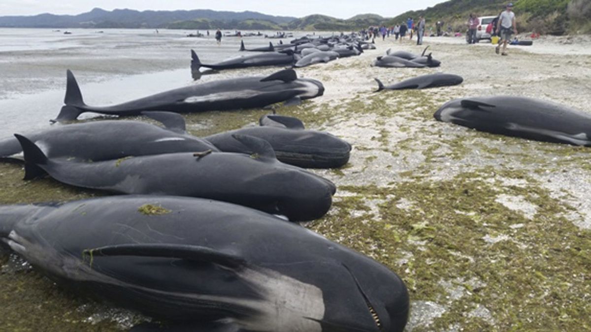 Aparecen muertas casi 100 ballenas piloto tras quedar varadas en Nueva Zelanda
