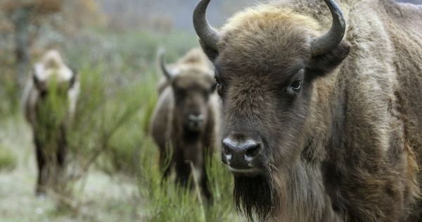 Foto: Un bisonte ataca a un hombre y, tres meses después, a su novia. (EFE)