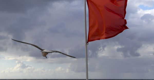 Foto: Una gaviota vuela junto a una bandera roja en la playa de la Zurriola de San Sebastián. (EFE)