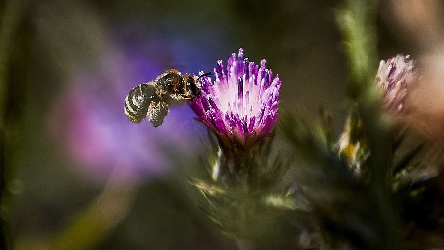 Una abeja se posa sobre una flor en Madrid. (EFE/Rodrigo Jiménez)